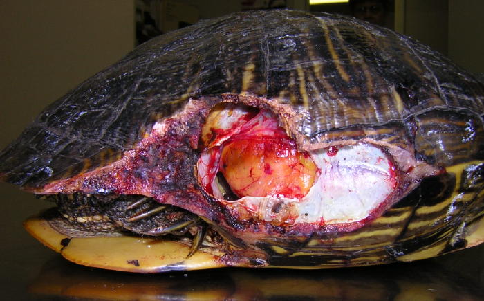 RES #1 Shell Injury- pre op