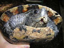 RES mandible damage