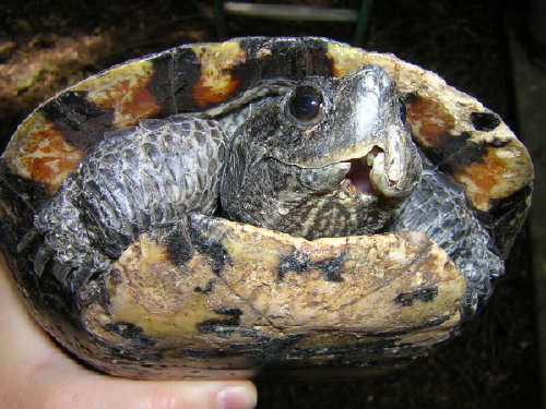 RES mandible damage