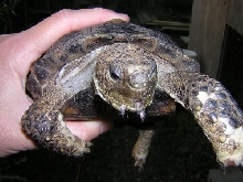 Texas Tortoise