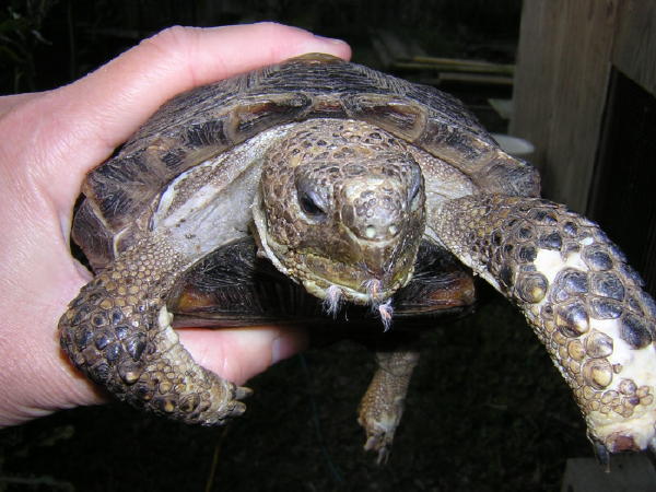 Texas Tortoise
