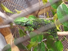 flap neck chameleon