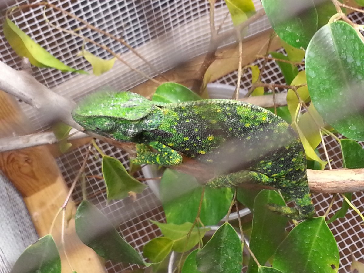flap neck chameleon