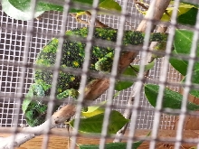 flap neck chameleon