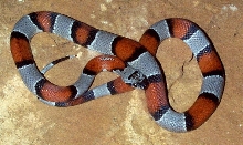 277 F1 Gray-banded Kingsnake