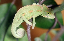 chameleons