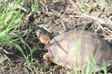 Box Turtles