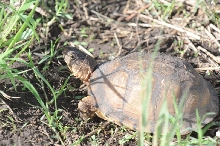 Box Turtles
