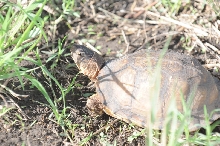 Box Turtles