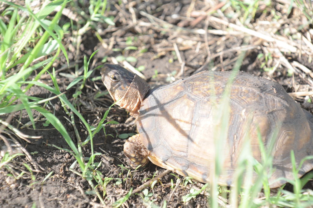 Box Turtles