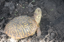 Box Turtles
