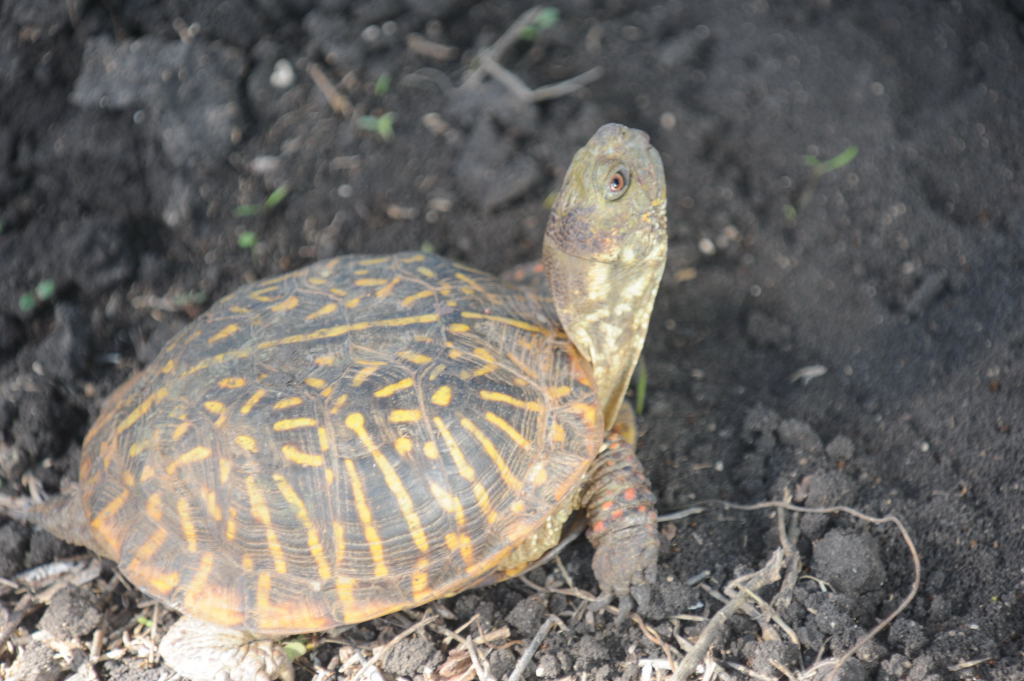 Box Turtles