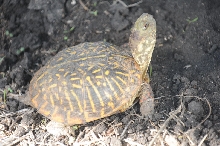 Box Turtles
