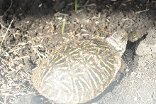 Box Turtles
