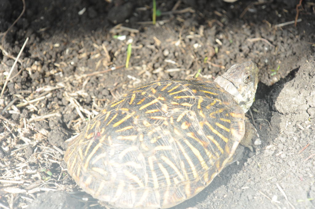 Box Turtles