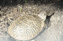 Box Turtles