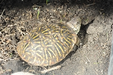 Box Turtles