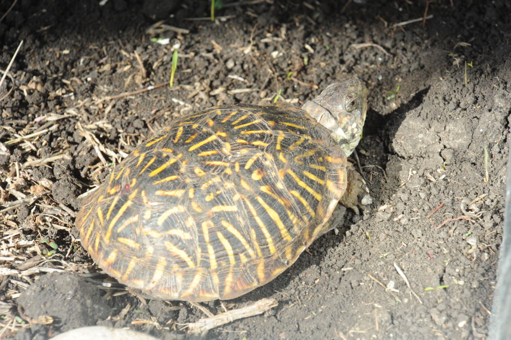 Box Turtles