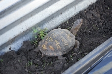 Box Turtles