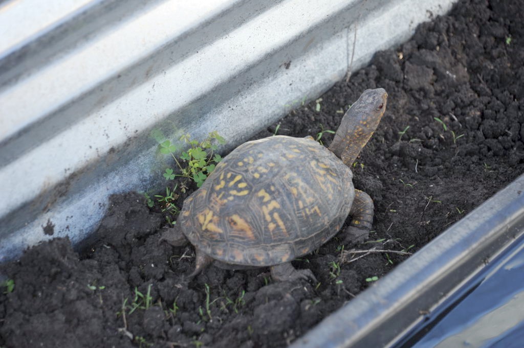 Box Turtles