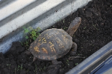 Box Turtles