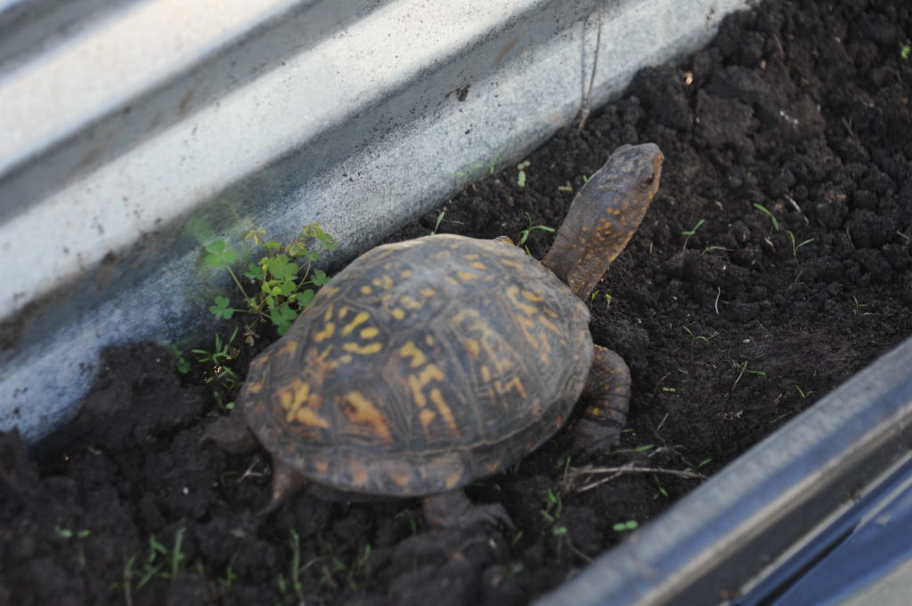 Box Turtles