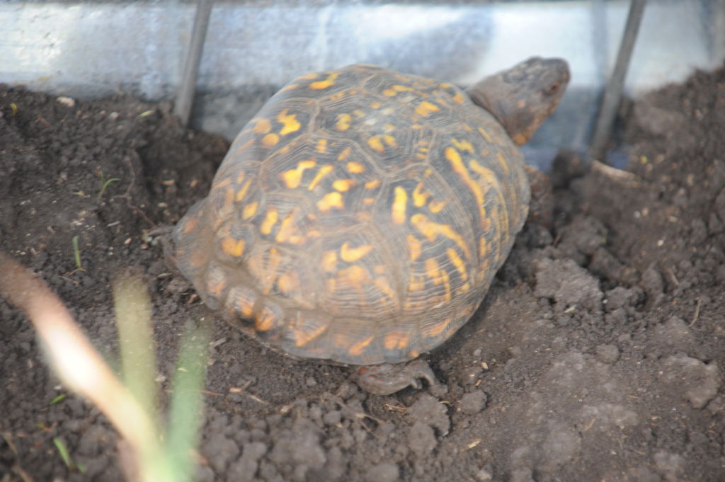 Box Turtles
