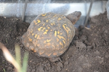 Box Turtles
