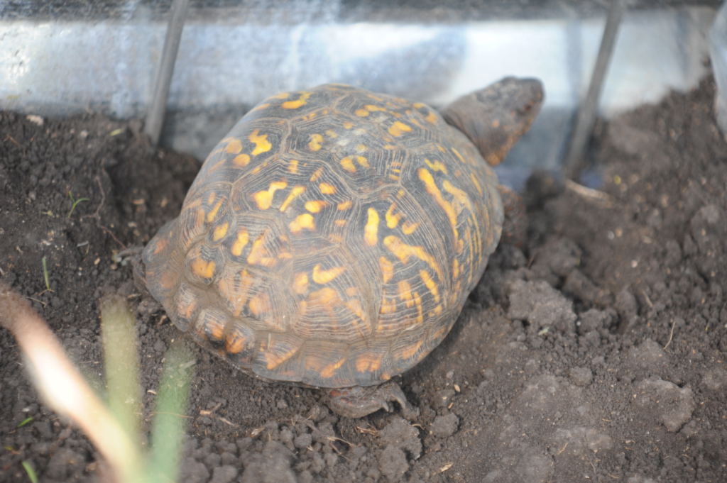 Box Turtles
