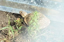 Box Turtles