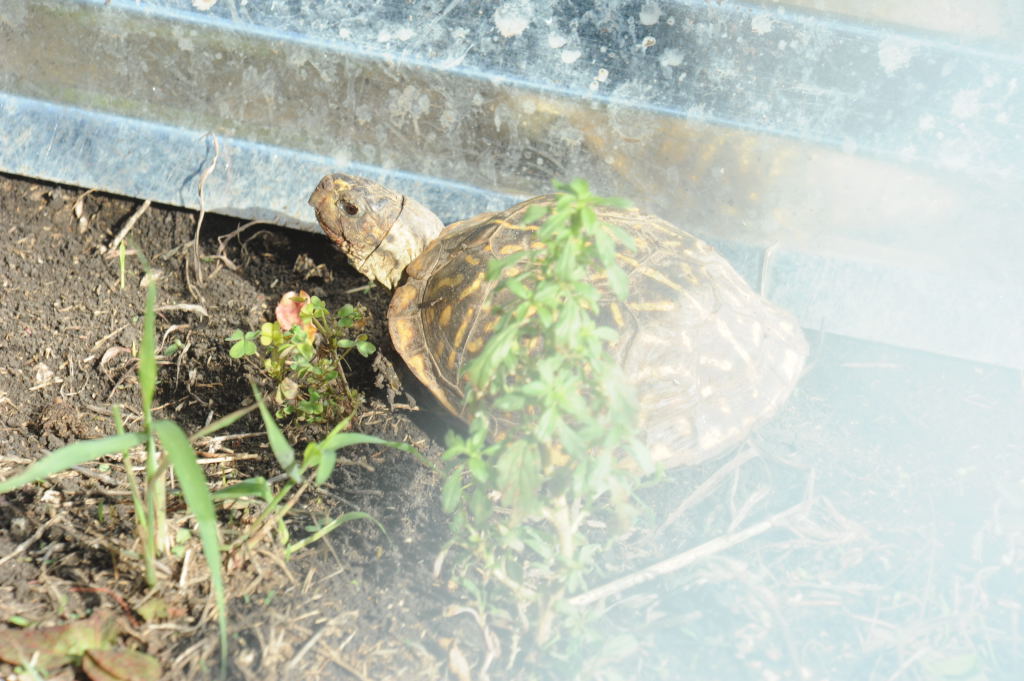 Box Turtles
