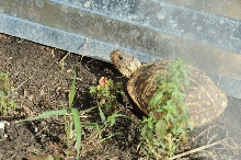 Box Turtles