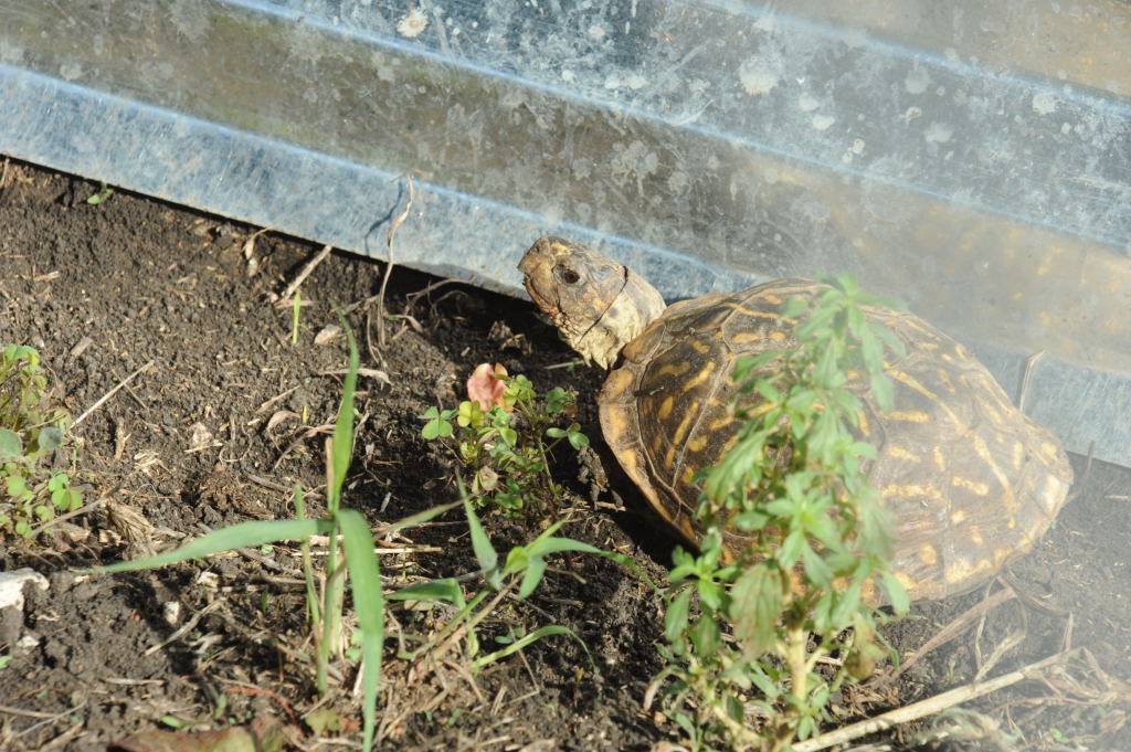 Box Turtles