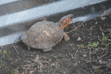 Box Turtles