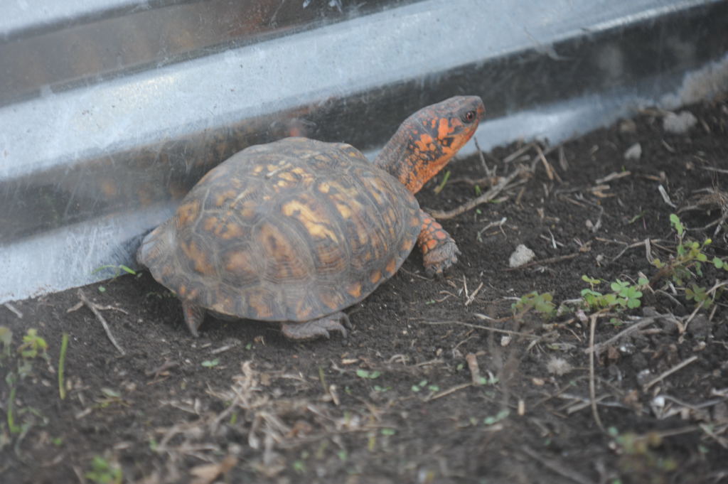 Box Turtles