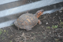 Box Turtles