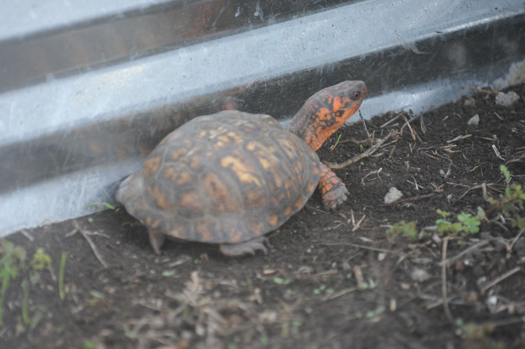 Box Turtles