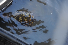 Box Turtles