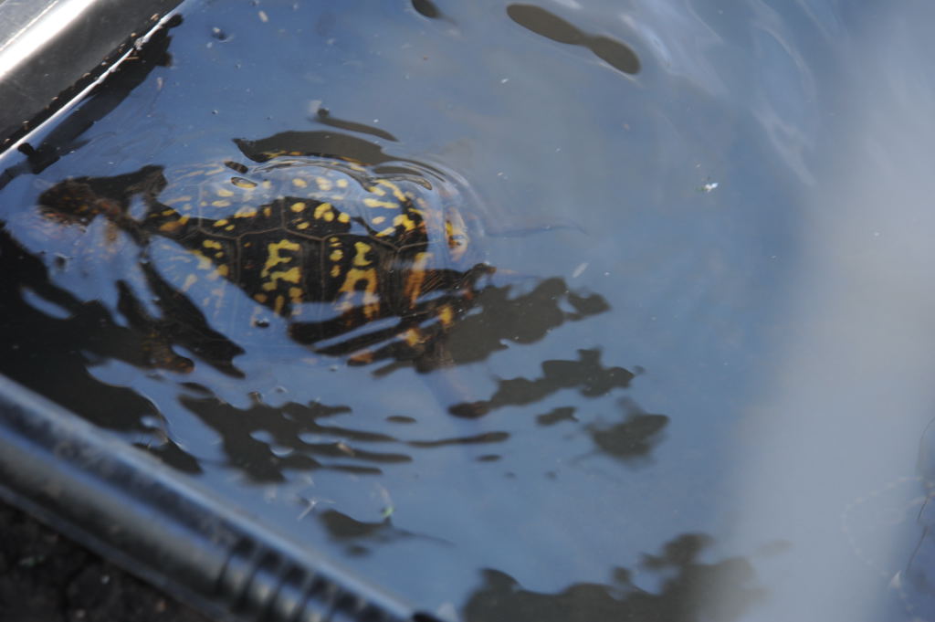 Box Turtles
