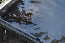 Box Turtles