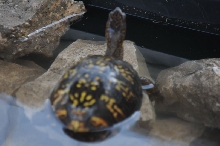 Box Turtles