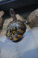 Box Turtles