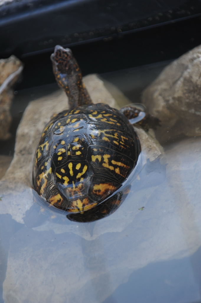 Box Turtles