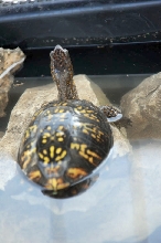 Box Turtles
