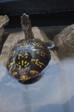 Box Turtles