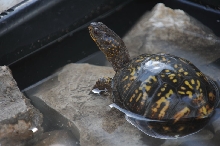 Box Turtles