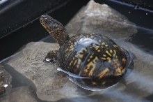 Box Turtles