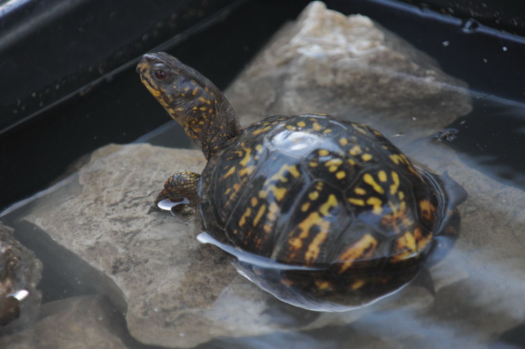 Box Turtles