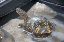 Box Turtles