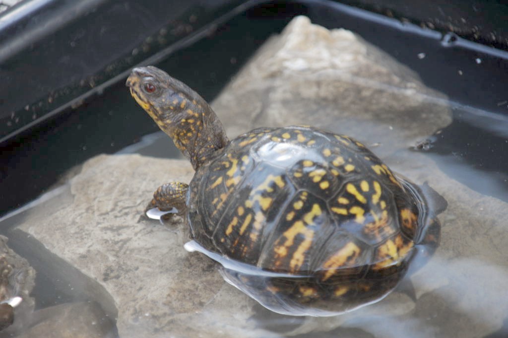Box Turtles